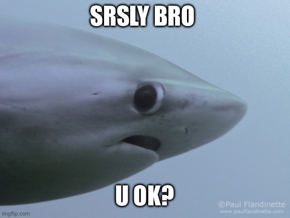 Shark u ok | SRSLY BRO U OK? | image tagged in shark u ok | made w/ Imgflip meme maker