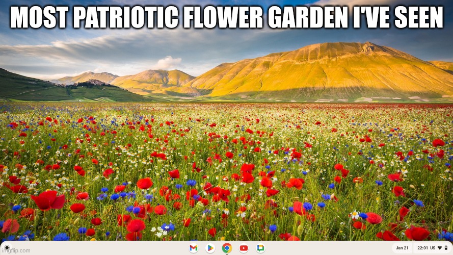 MOST PATRIOTIC FLOWER GARDEN I'VE SEEN | made w/ Imgflip meme maker