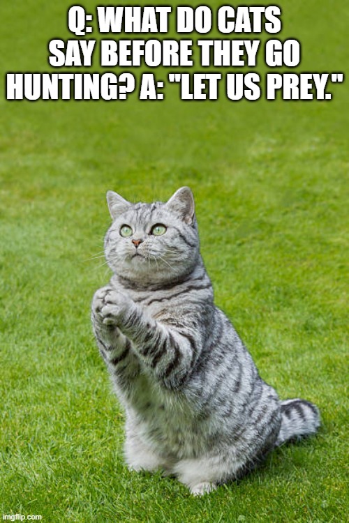 What do cats say before they go hunting?      "Let us prey." | Q: WHAT DO CATS SAY BEFORE THEY GO HUNTING? A: "LET US PREY." | image tagged in cat,kittens,funny,humor,play on words,joke | made w/ Imgflip meme maker