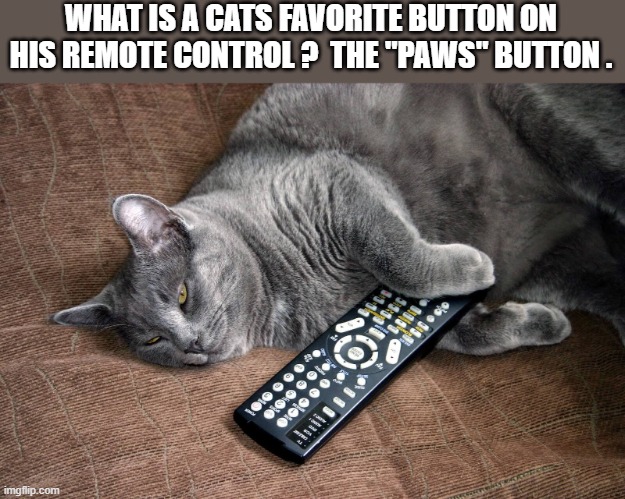What is a cats favorite button on his remote control?        The "paws" button. | WHAT IS A CATS FAVORITE BUTTON ON HIS REMOTE CONTROL ?  THE "PAWS" BUTTON . | image tagged in cat,kitten,humor,funny,play on words,remote control | made w/ Imgflip meme maker