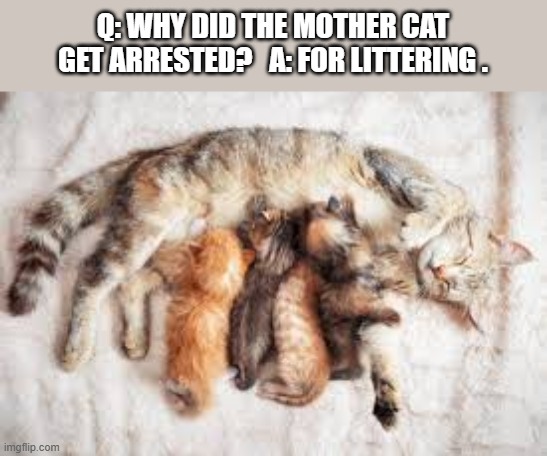 The mother cat got arrested for "littering". | Q: WHY DID THE MOTHER CAT GET ARRESTED?   A: FOR LITTERING . | image tagged in cat,kittens,funny,humor,play on words,arrested | made w/ Imgflip meme maker