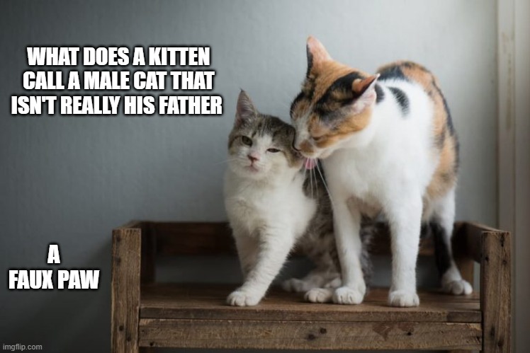 What does a kitten call a male cat that isn't really his father? He's his faux pa. | WHAT DOES A KITTEN CALL A MALE CAT THAT ISN'T REALLY HIS FATHER; A FAUX PAW | image tagged in cat,kittens,funny,humor,father,play on words | made w/ Imgflip meme maker