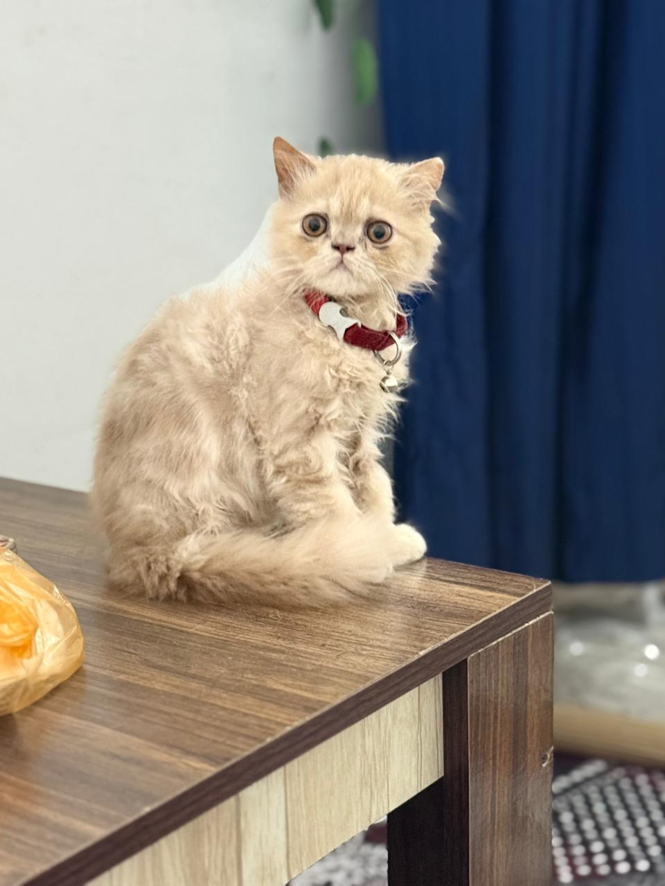 billu Blank Meme Template