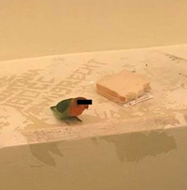 Dutch Jailbird Blank Meme Template