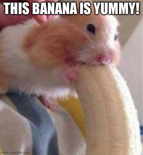 Random template #5 | THIS BANANA IS YUMMY! | image tagged in hamster banana meme | made w/ Imgflip meme maker