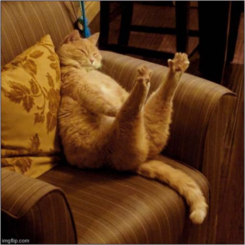 A BIG Stretch ! | image tagged in cats,stretch | made w/ Imgflip meme maker