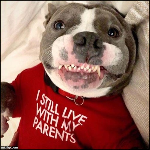 This Just Made Me Smile ! | image tagged in dogs,bully,shirt,parents | made w/ Imgflip meme maker