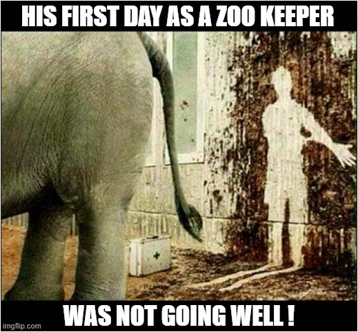 He Always Wanted To Work With Elephants ! | HIS FIRST DAY AS A ZOO KEEPER; WAS NOT GOING WELL ! | image tagged in zoo,elephants,silouette | made w/ Imgflip meme maker