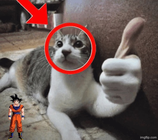cat thumbs up | image tagged in cat thumbs up | made w/ Imgflip meme maker
