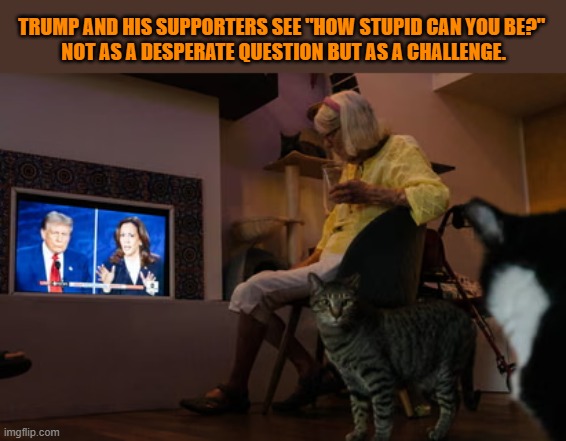 This #lolcat wonders why hoo-mens see 'How dumb can you be?' as a challenge | TRUMP AND HIS SUPPORTERS SEE "HOW STUPID CAN YOU BE?" 
NOT AS A DESPERATE QUESTION BUT AS A CHALLENGE. | image tagged in dumb,donald trump,maga,stupid people,lolcat | made w/ Imgflip meme maker