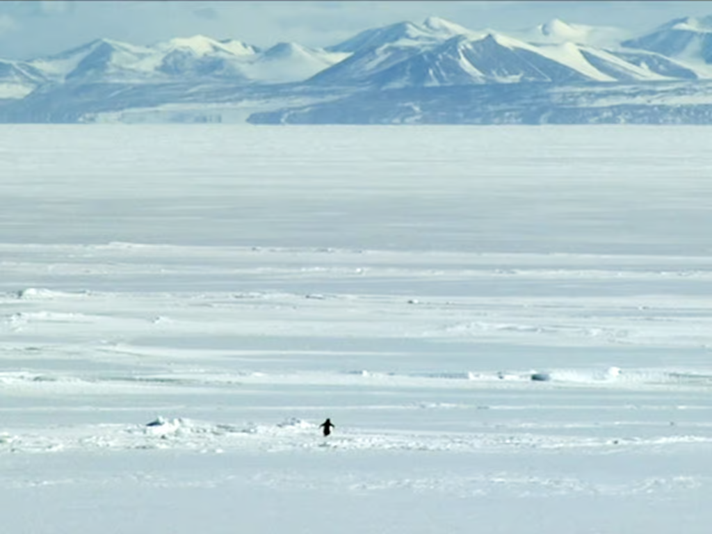 Nihilist Penguin Blank Meme Template