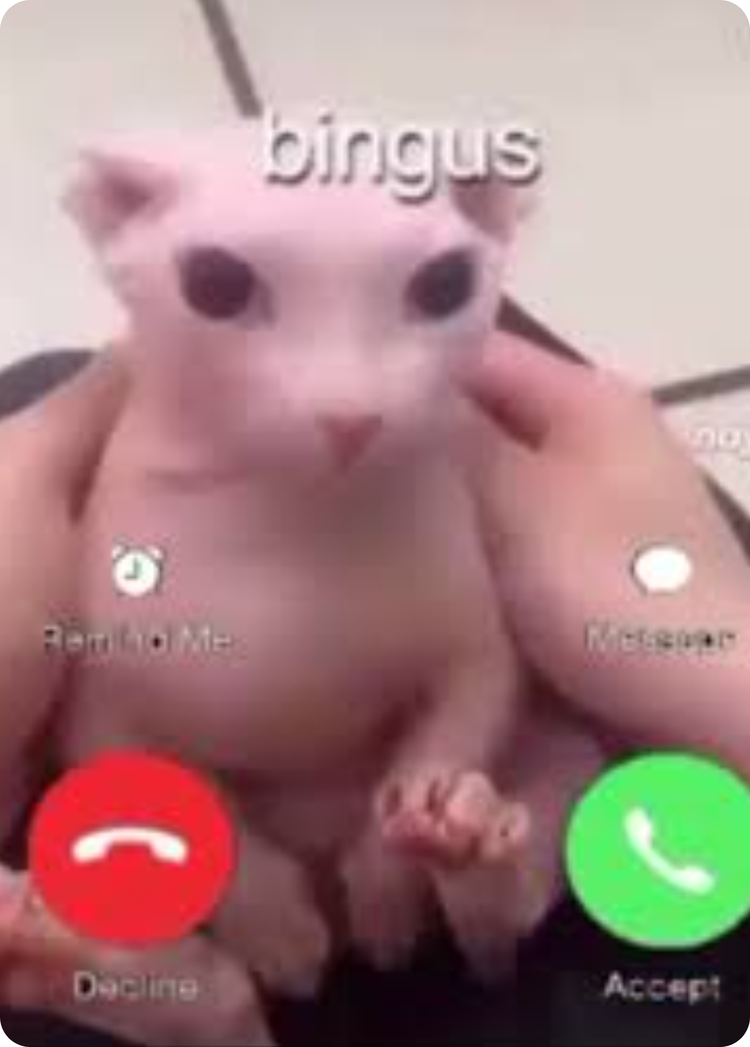 Bingus Blank Meme Template