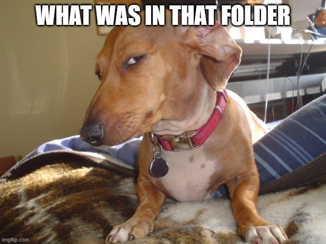 Suspicious Dog | WHAT WAS IN THAT FOLDER | image tagged in suspicious dog | made w/ Imgflip meme maker