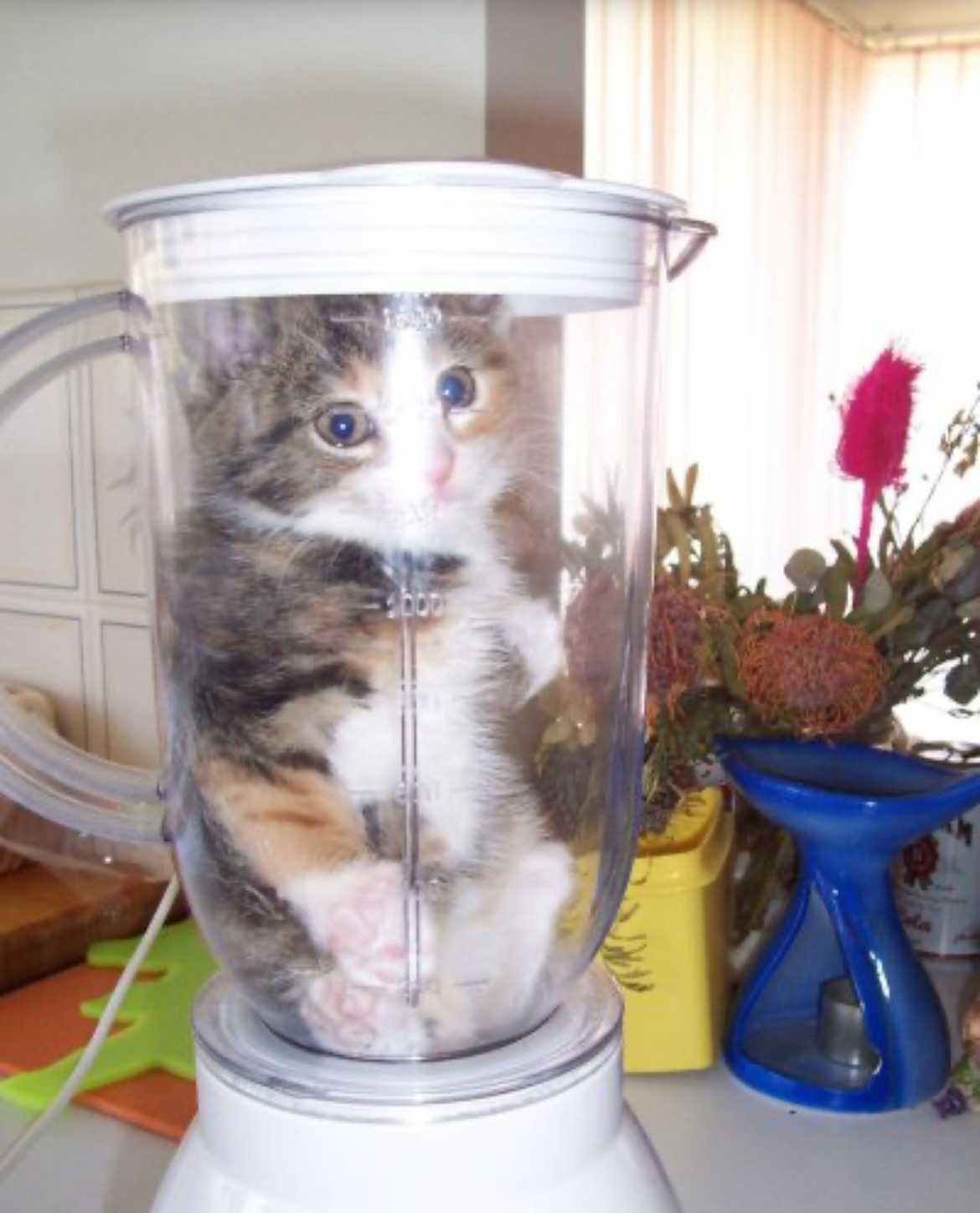 Cat in a blender Blank Meme Template