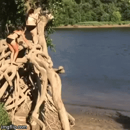 Ropeswing | image tagged in gifs | made w/ Imgflip video-to-gif maker