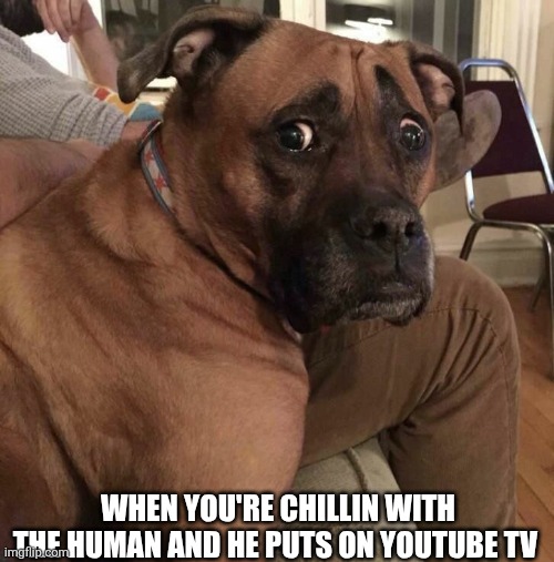 When You're Chillin With The Human | WHEN YOU'RE CHILLIN WITH THE HUMAN AND HE PUTS ON YOUTUBE TV | image tagged in chrisjoines1 | made w/ Imgflip meme maker