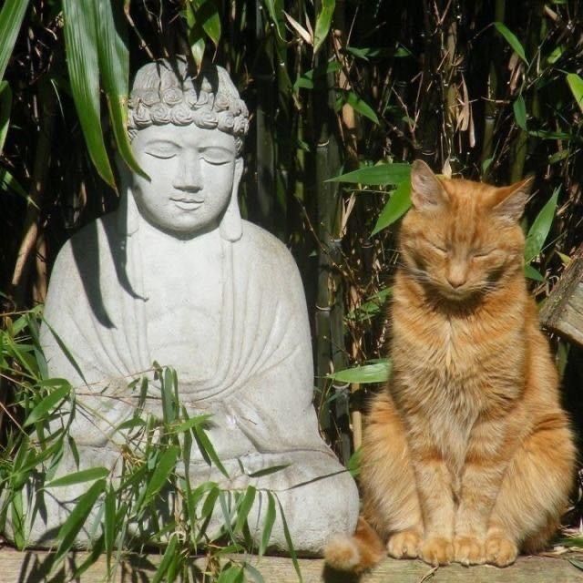 buddha cat Blank Meme Template