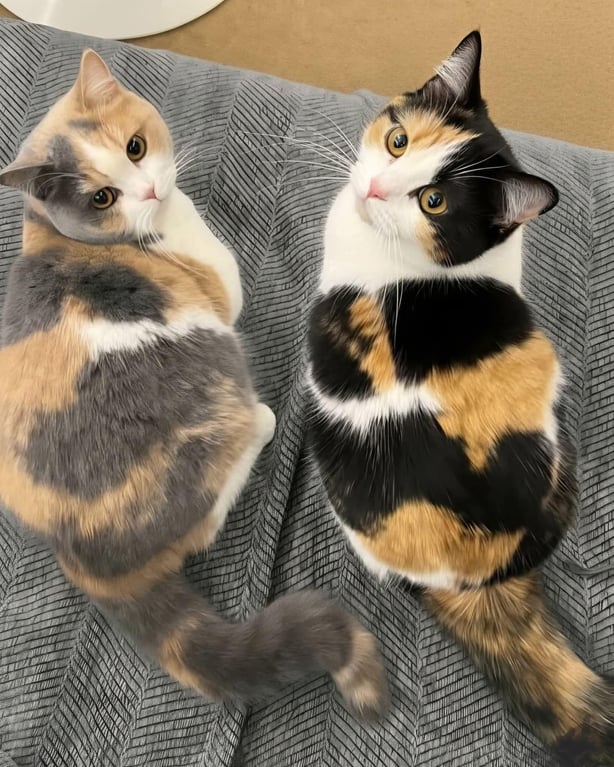 ips vs oled Blank Meme Template