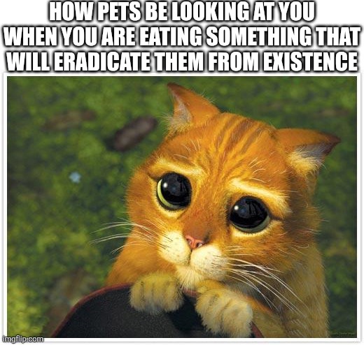 Please lete have some ??? | HOW PETS BE LOOKING AT YOU WHEN YOU ARE EATING SOMETHING THAT WILL ERADICATE THEM FROM EXISTENCE | image tagged in memes,shrek cat | made w/ Imgflip meme maker