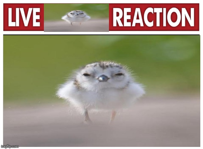 Birb | image tagged in memes,live reaction,animal meme,funny memes,lol,humor | made w/ Imgflip meme maker