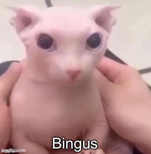 bingus | Bingus | image tagged in bingus | made w/ Imgflip meme maker