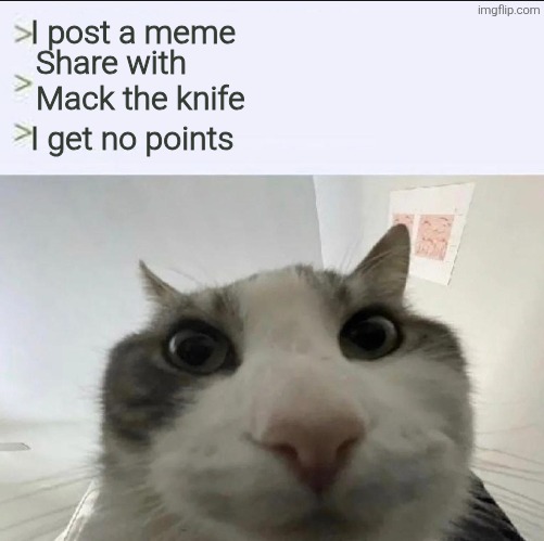 Cat looks inside | I post a meme; Share with Mack the knife; I get no points | image tagged in cat looks inside | made w/ Imgflip meme maker