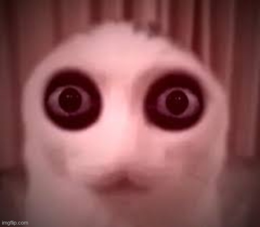 no sleep cat | image tagged in no sleep cat | made w/ Imgflip meme maker