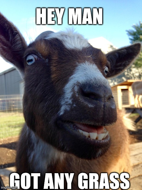 Hey Man | HEY MAN; GOT ANY GRASS | image tagged in chrisjoines1 | made w/ Imgflip meme maker