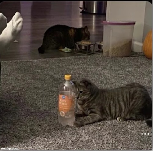 paw stuck | made w/ Imgflip meme maker