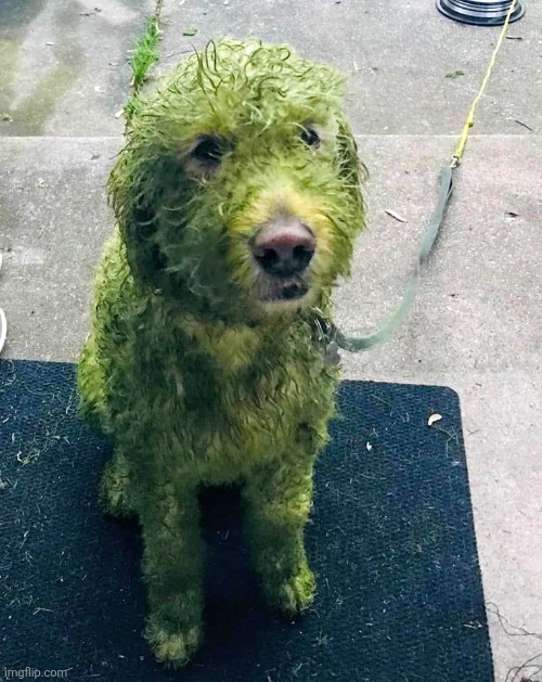 green dog | image tagged in green dog | made w/ Imgflip meme maker