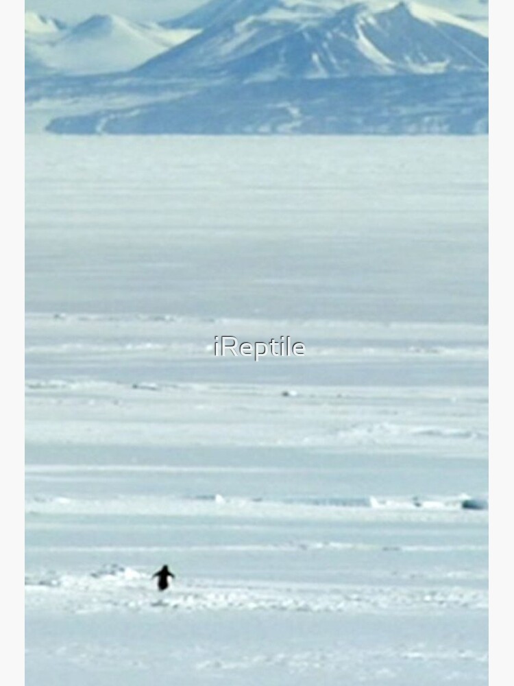 But Why Penguin Blank Meme Template