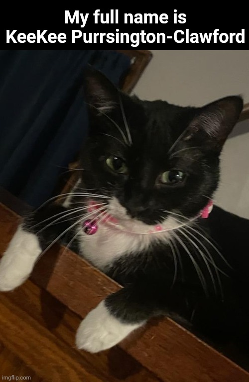 She's so adorable | My full name is KeeKee Purrsington-Clawford | image tagged in cats,cute cat | made w/ Imgflip meme maker