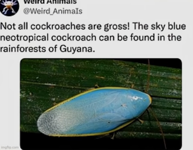 If the movie Joe's Apartment had a celebrity voice one of the roaches | made w/ Imgflip meme maker