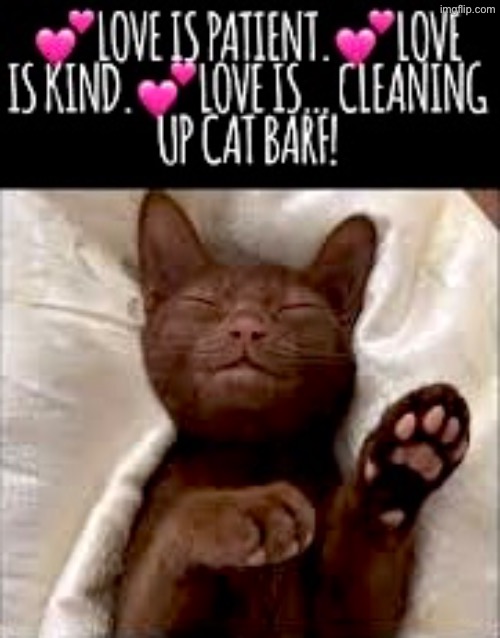 Cleaning Up Cat Barf | image tagged in cats,funny cats,barf,love,scumbags,funny memes | made w/ Imgflip meme maker