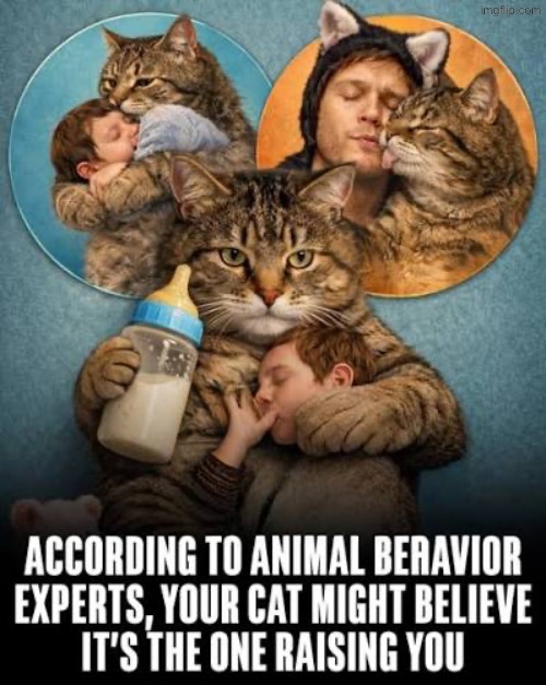 They Truly Believe This | image tagged in cats,funny cats,evil overlord rules,owned,superior royalty,we are intellectually superior in every way | made w/ Imgflip meme maker