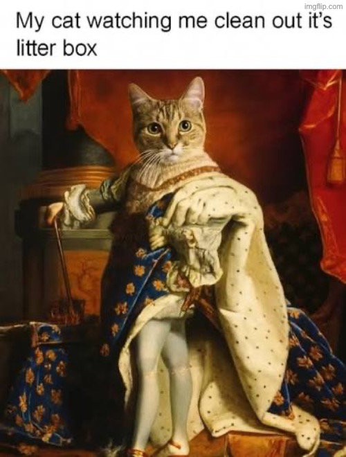 Yeah that looks about right | image tagged in cats,funny cats,evil overlord rules,litter box,superior royalty,owned | made w/ Imgflip meme maker