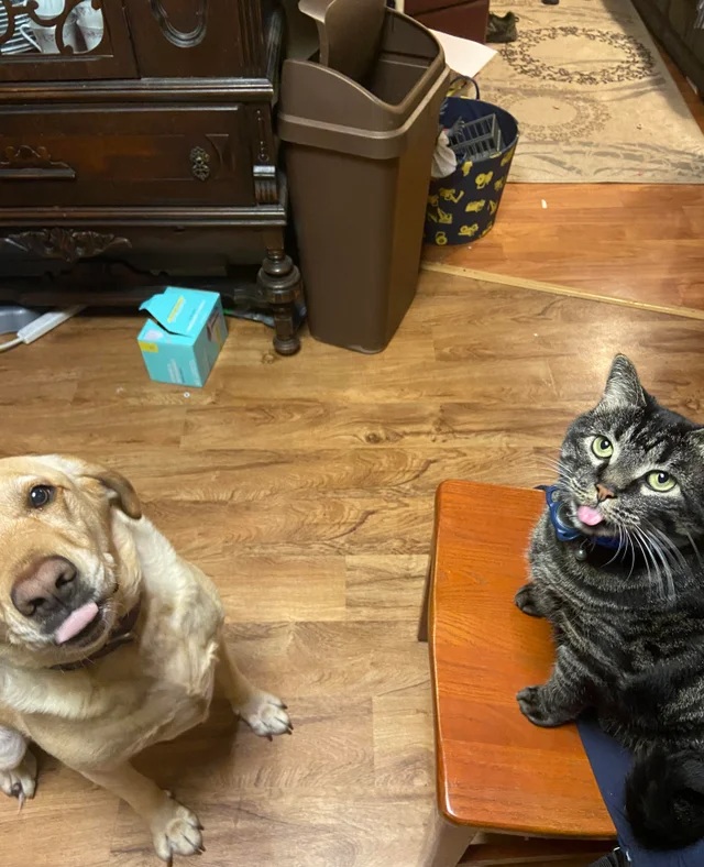 High Quality no treats Blank Meme Template