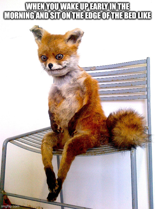 Morning ennui | WHEN YOU WAKE UP EARLY IN THE MORNING AND SIT ON THE EDGE OF THE BED LIKE | image tagged in stoned fox | made w/ Imgflip meme maker