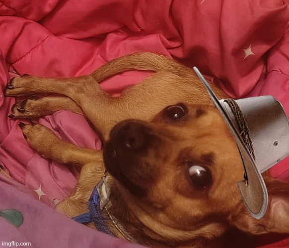 Cowboy Chihuahua | image tagged in funny chihuahua | made w/ Imgflip meme maker