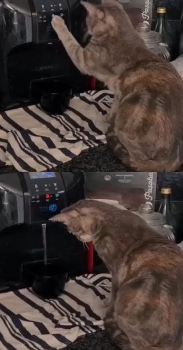 High Quality Water Button Cat Blank Meme Template