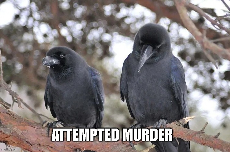 Blame English, not me | ATTEMPTED MURDER | image tagged in attempted murder | made w/ Imgflip meme maker