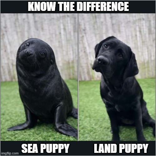 A Useful Guide | KNOW THE DIFFERENCE; SEA PUPPY            LAND PUPPY | image tagged in dogs,seal,know the difference | made w/ Imgflip meme maker