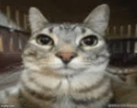 Cat Staring | image tagged in cat staring | made w/ Imgflip meme maker