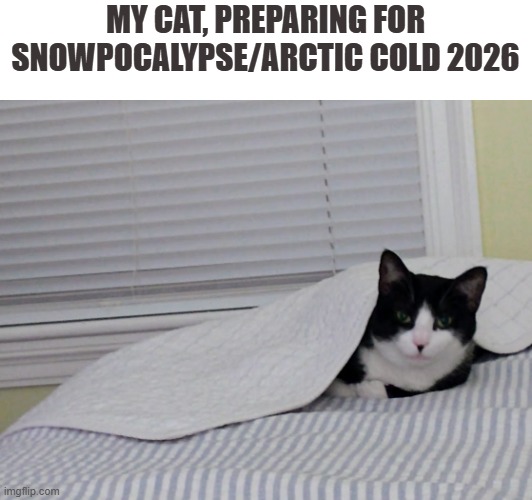 Snowpocalypse 2026 | MY CAT, PREPARING FOR SNOWPOCALYPSE/ARCTIC COLD 2026 | image tagged in memes,cats,winter storm | made w/ Imgflip meme maker