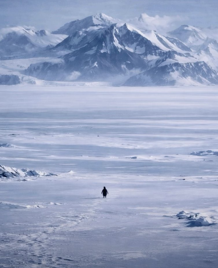 Penguin meme Blank Meme Template