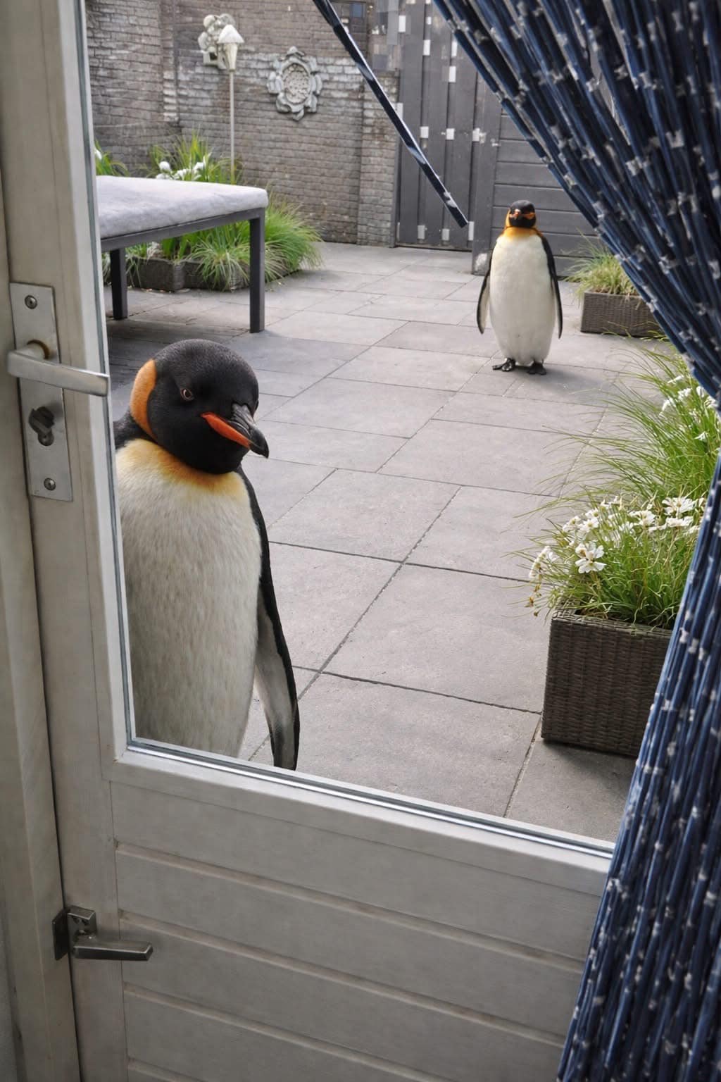 Penguine Doort Blank Meme Template