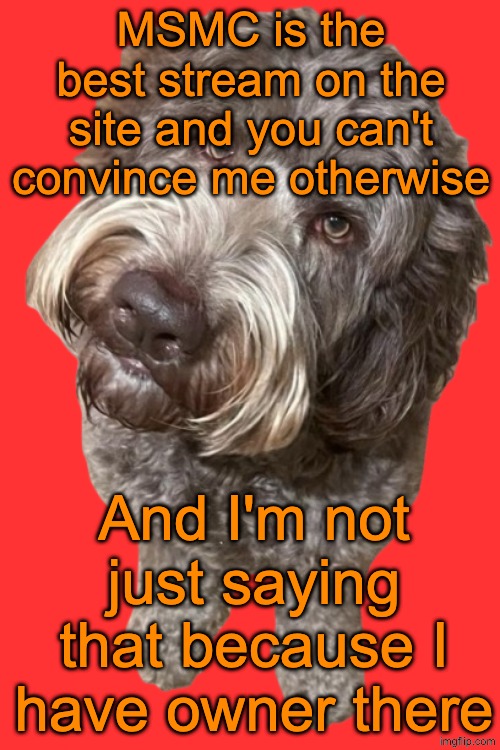 There only has been one tiny drama in the history of MSMC, the posts in there are actually funny, and the users are chill | MSMC is the best stream on the site and you can't convince me otherwise; And I'm not just saying that because I have owner there | image tagged in northers dog transparent | made w/ Imgflip meme maker