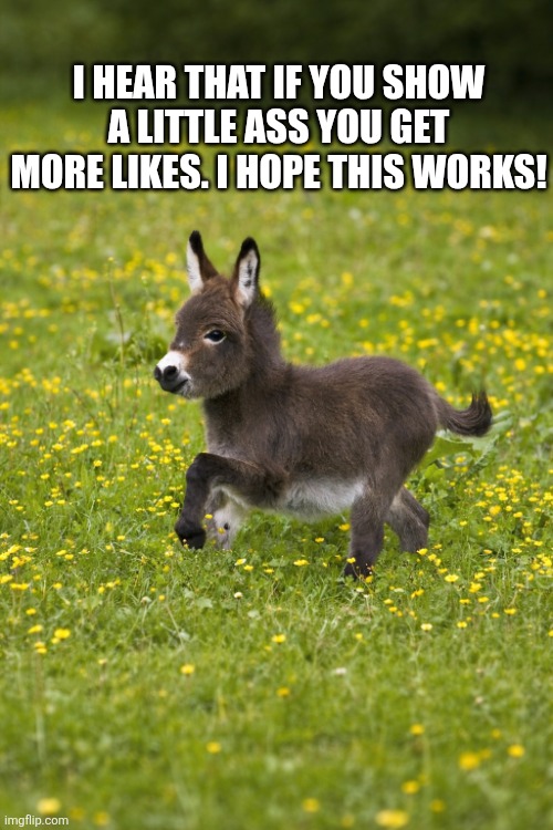 I Hear That If You Show A Little Ass | I HEAR THAT IF YOU SHOW A LITTLE ASS YOU GET MORE LIKES. I HOPE THIS WORKS! | image tagged in chrisjoines1 | made w/ Imgflip meme maker