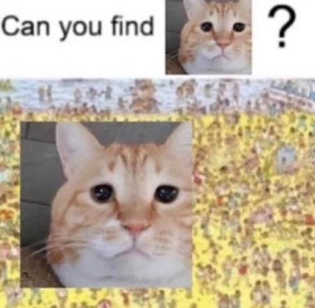 Can you find cat? Blank Meme Template