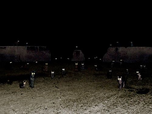 Cat gang Blank Meme Template